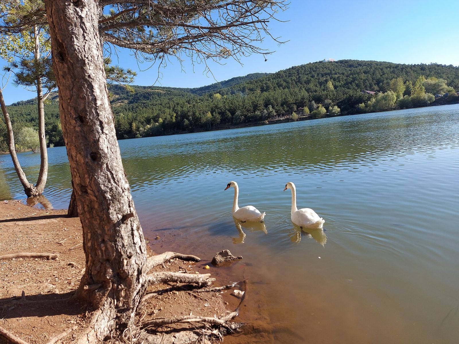 Çamlık Milli Parkı — Yozgat Web Tasarım